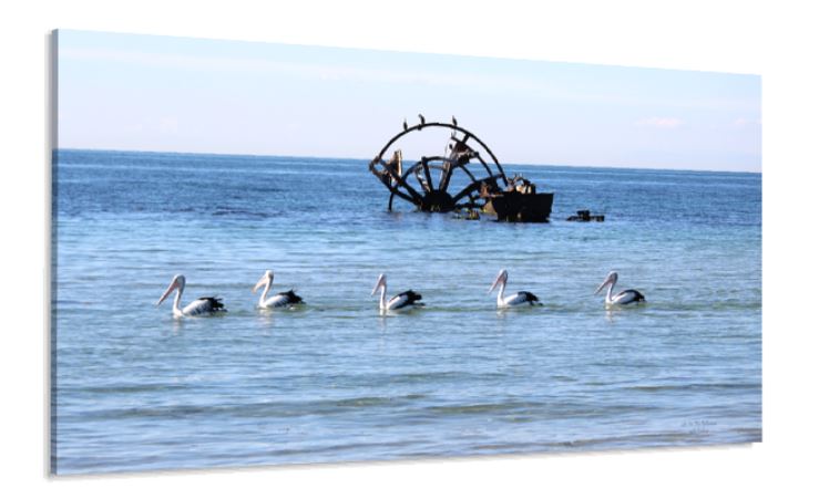 Pelicans in a Row Large Canvas